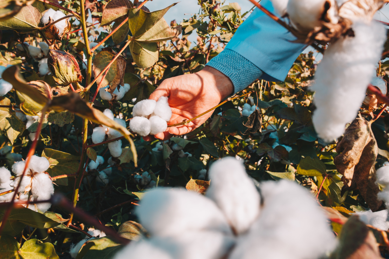 Raw cotton